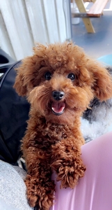 Albert (Cinnamon)